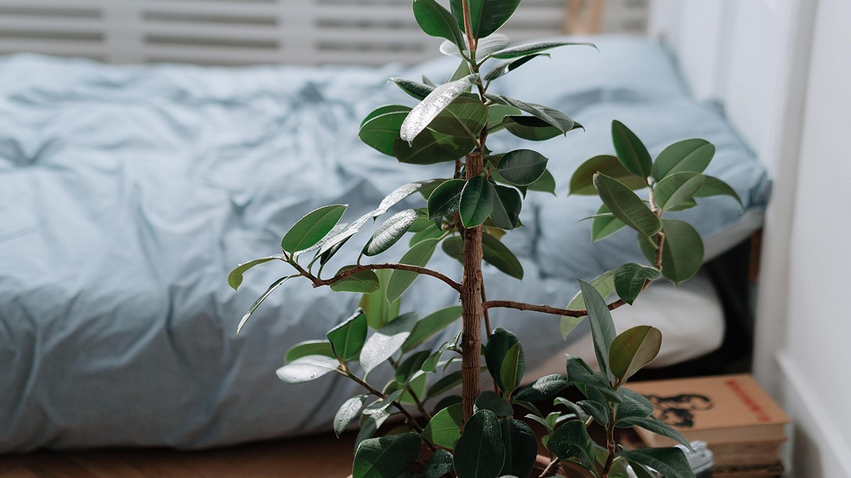 Matelas en Fibres de Coco et Latex Naturel pour Enfant