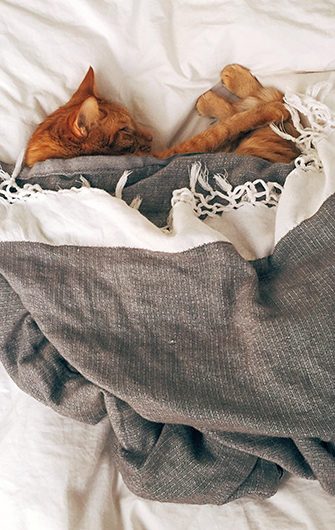 Chat roux enroulé dans une couverture sur un matelas en latex naturel