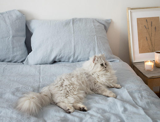 Chat gris allongé sur un matelas français haut de gamme