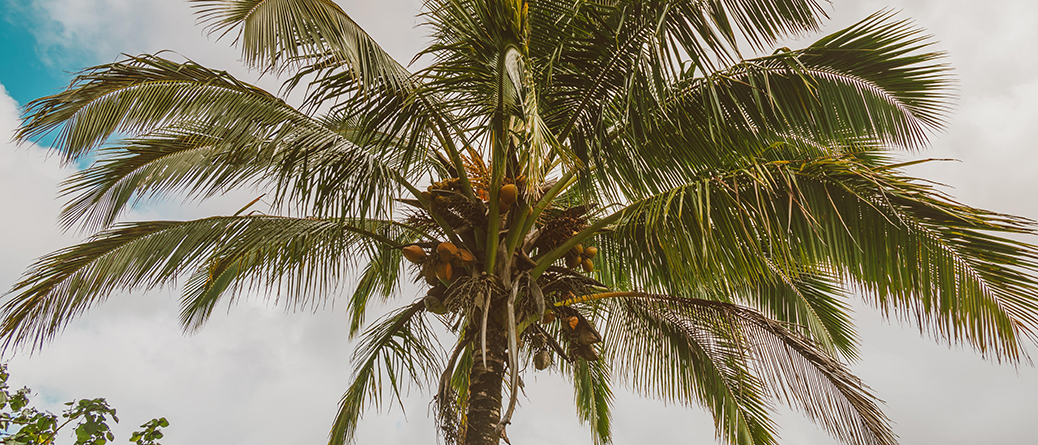 Noix de coco en haut d’un cocotier sur une plage paradisiaque