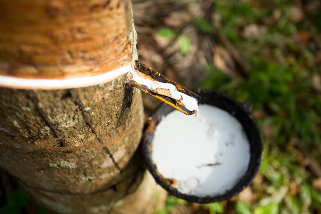 Forêt d'hévéas au Sri Lanka pour la production de latex naturel.