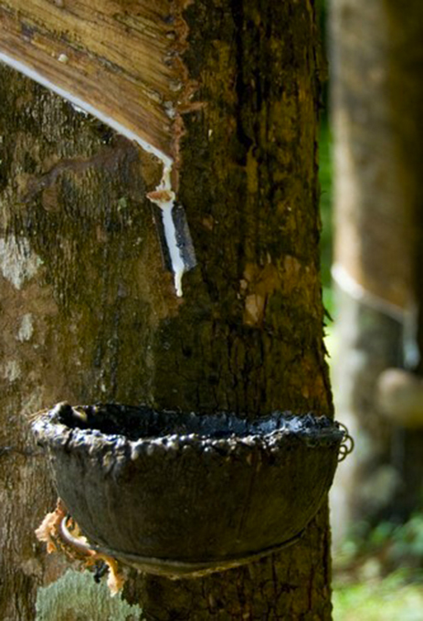 Latex naturel liquide extrait de l'Hévéa Brasiliensis