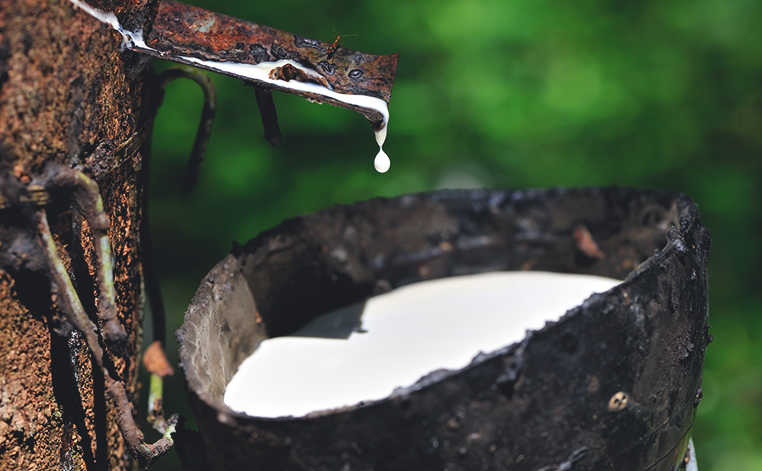 Récolte du lait d'hévéa en vue de la fabrication du latex naturel