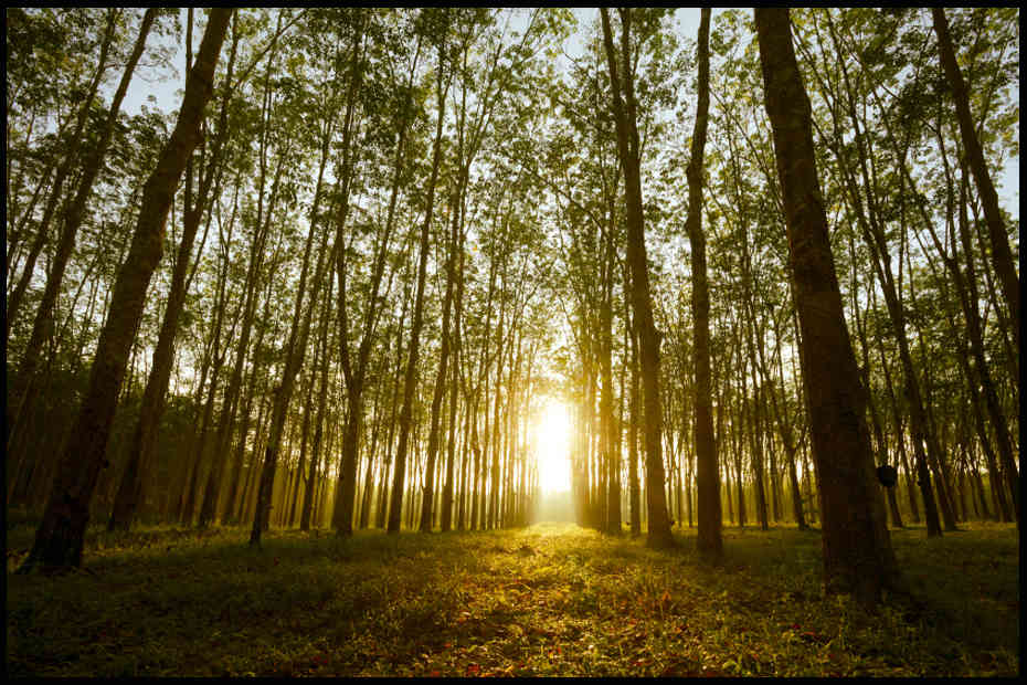 Foret d'hevéa