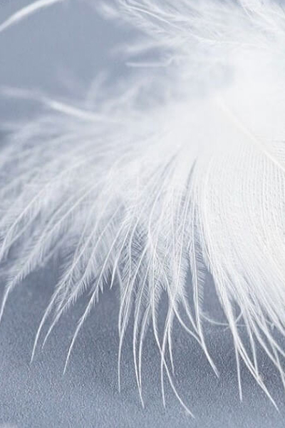 Comparaison visuelle entre un garnissage naturel (duvet) et synthétique.